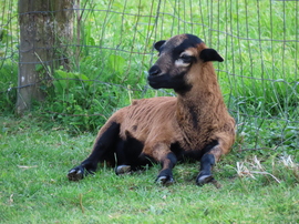 Újabb bárányok születtek Dozmaton 1.